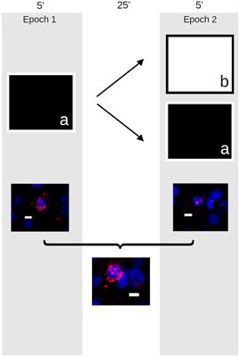 Experience-Dependent Egr1 Expression in the Hippocampus of Japanese Quail